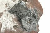 Metallic, Needle-Like Pyrolusite Crystals - Morocco #219523-1